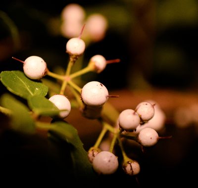 Azara serrata, photographed by Nicolás Villaseca Merino