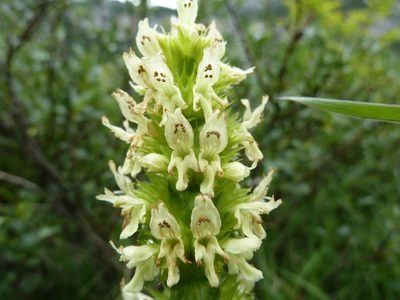 Betonica alopecuros, photographed by Andreas Taeger