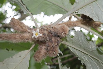 Solanum cernuum, photographed by Bruno Henrique Aranda