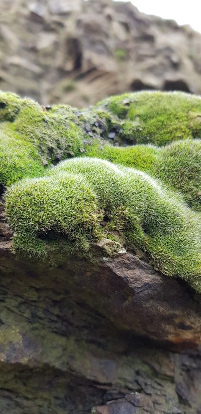 Coscinodon cribrosus, photographed by Helen Waterman