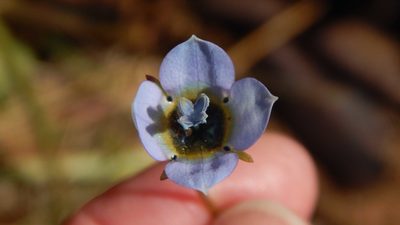 Wahlenbergia capensis, photographed by melda
