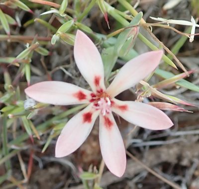 Lapeirousia arenicola, photographed by Peter Warren