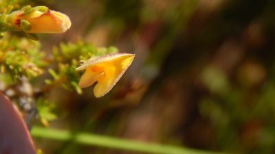 Aspalathus cymbiformis, photographed by melda