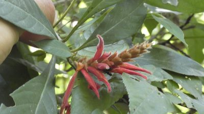Aphelandra scabra, photographed by Ben Costamagna