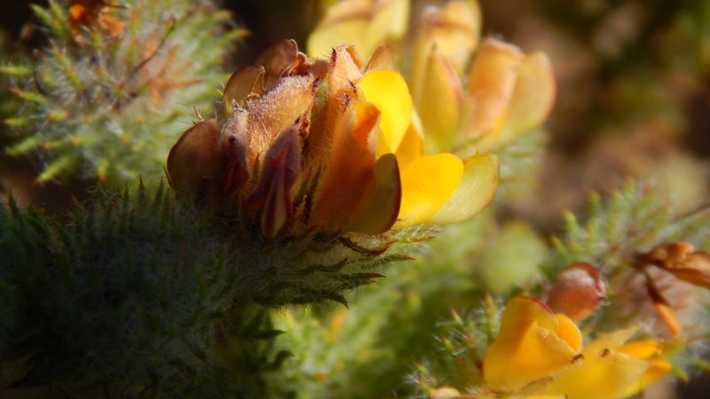 Aspalathus araneosa, photographed by melda