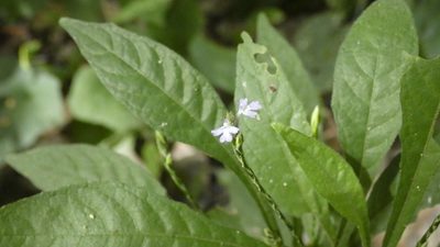 Elytraria imbricata, photographed by Ben Costamagna