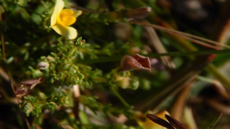 Aspalathus cymbiformis, photographed by melda