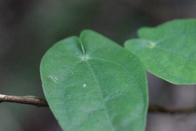 Dioscorea fordii, photographed by Agnes Trekker