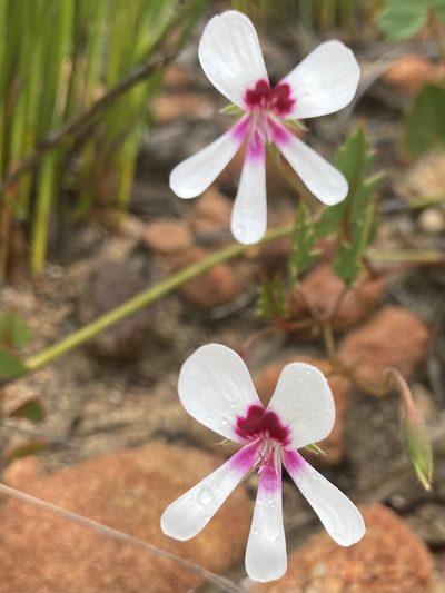 Pelargonium setulosum, photographed by jeanetteclarke