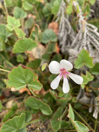 Pelargonium setulosum, photographed by jeanetteclarke