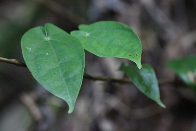Dioscorea fordii, photographed by Agnes Trekker