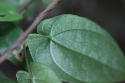 Dioscorea fordii, photographed by Agnes Trekker