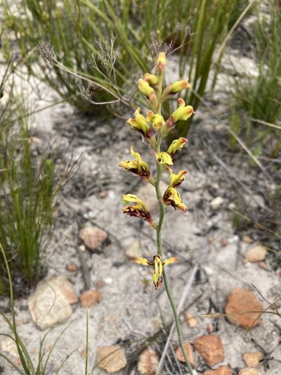 Tritoniopsis parviflora, photographed by jeanetteclarke