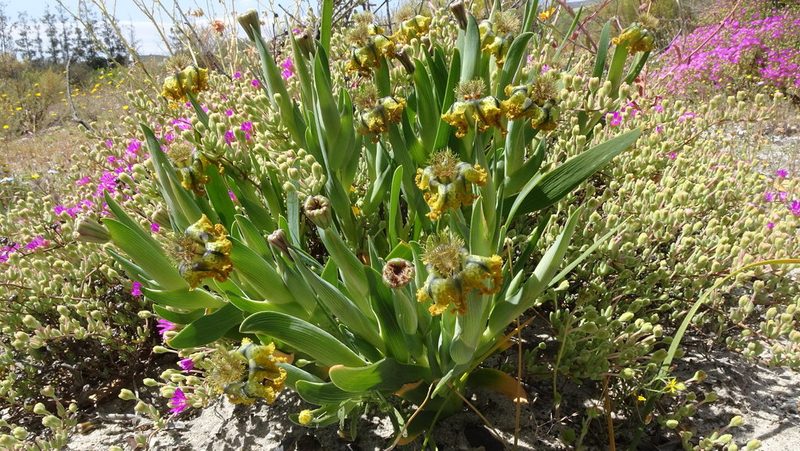Ferraria variabilis, photographed by Paul Emms