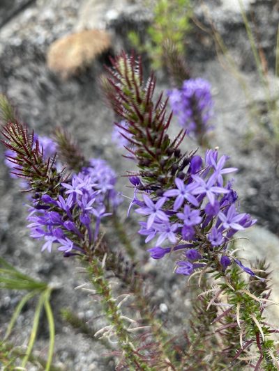 Merciera eckloniana, photographed by jeanetteclarke