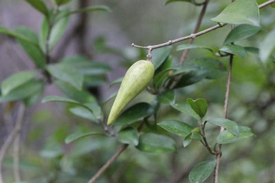 Gymnema sylvestre, photographed by Agnes Trekker