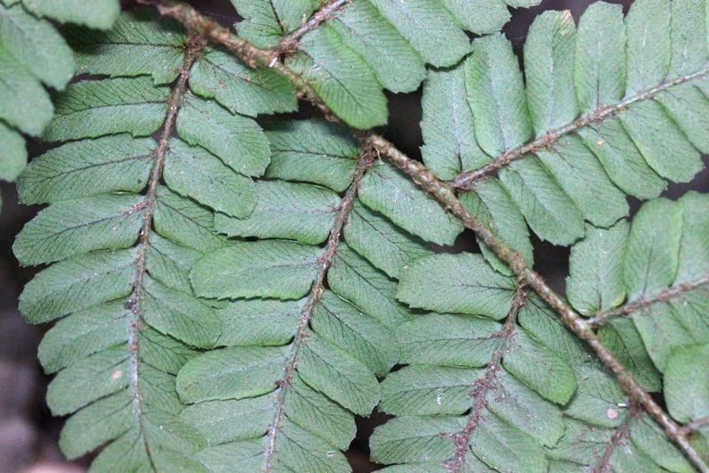 Dryopteris fuscipes, photographed by Agnes Trekker