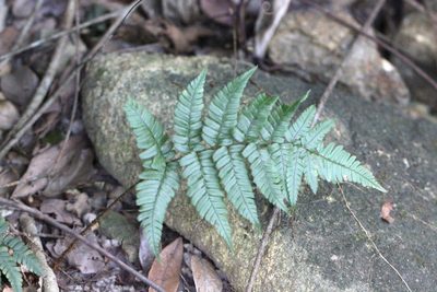 Dryopteris fuscipes, photographed by Agnes Trekker