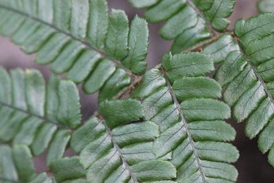 Dryopteris fuscipes, photographed by Agnes Trekker