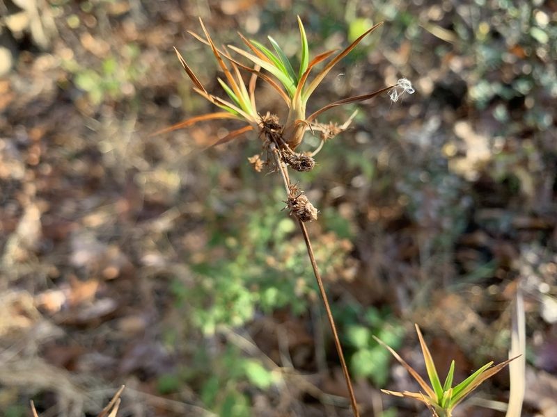 Scirpus hattorianus, photographed by Elizabeth Axley