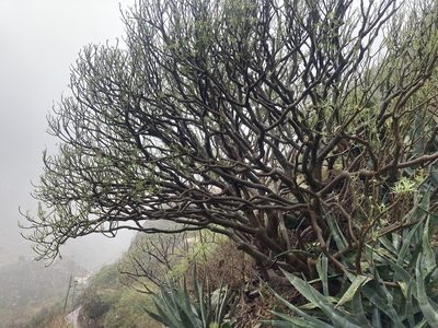 Euphorbia lamarckii, photographed by John Kenrick Gibson