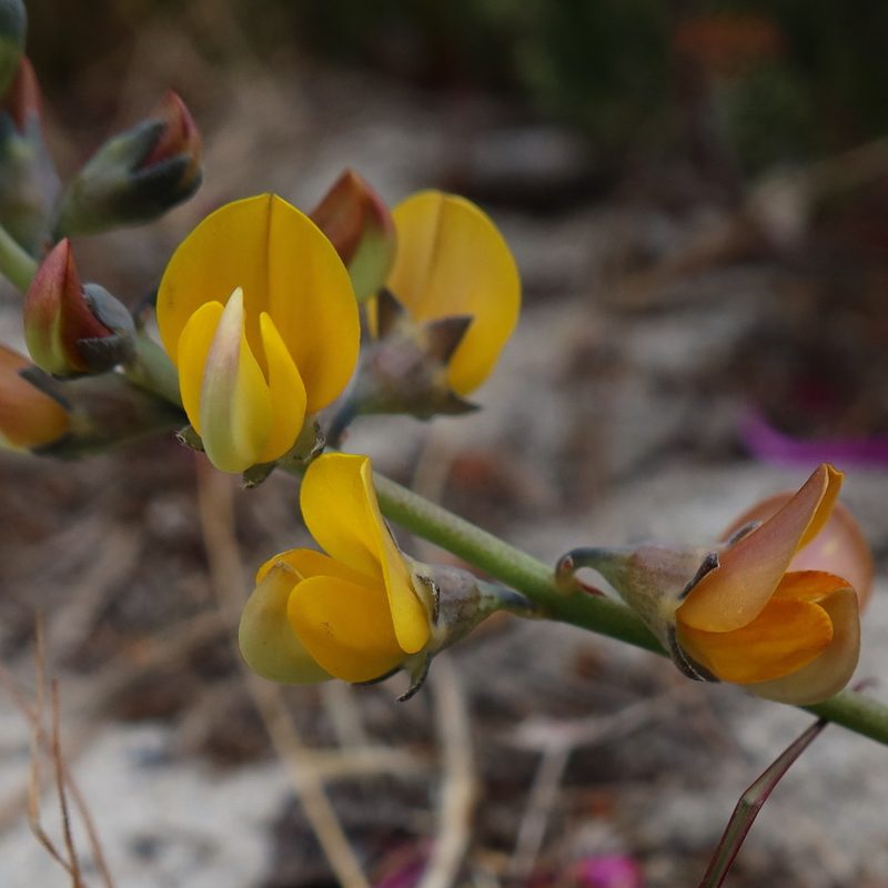 Lebeckia meyeriana, photographed by Diana Studer