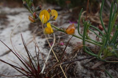 Lebeckia meyeriana, photographed by Diana Studer