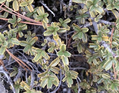 Ceanothus pumilus, photographed by Caleb Catto