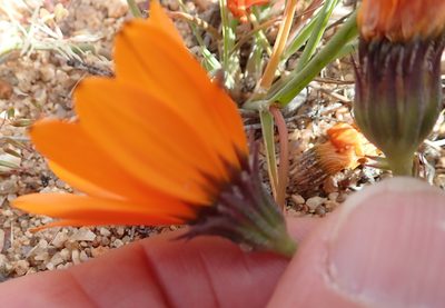 Dimorphotheca sinuata, photographed by Peter Warren