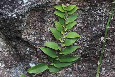 Pothos chinensis, photographed by Agnes Trekker