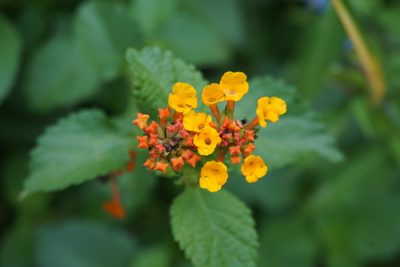 Lantana urticoides, photographed by Center for Urban Ecology