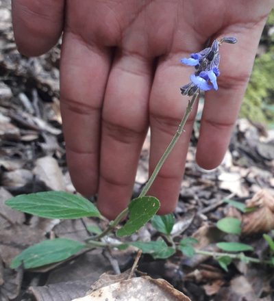 Salvia helianthemifolia, photographed by Gaby Gutierrez