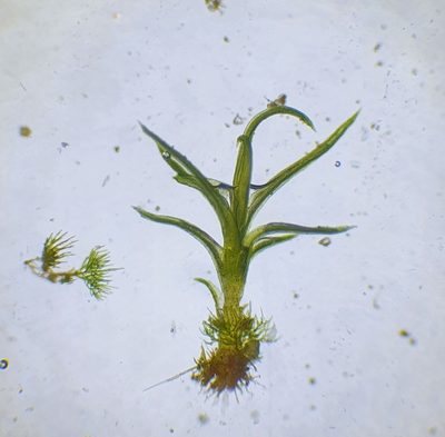 Tortella inflexa, photographed by Jonathan Hughes