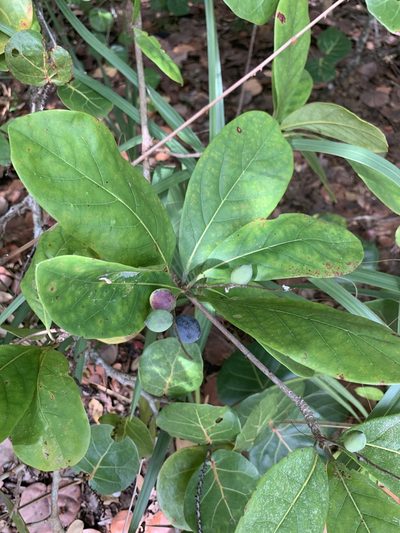 Terminalia muelleri, photographed by Claire Herzog