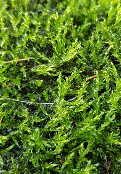 Warnstorfia fluitans, photographed by Helen Waterman