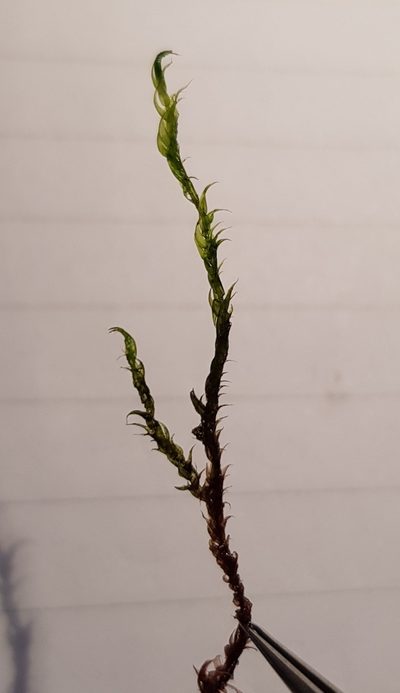 Warnstorfia fluitans, photographed by Helen Waterman