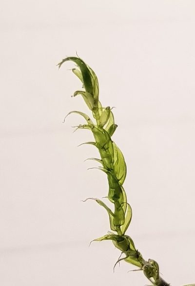 Warnstorfia fluitans, photographed by Helen Waterman