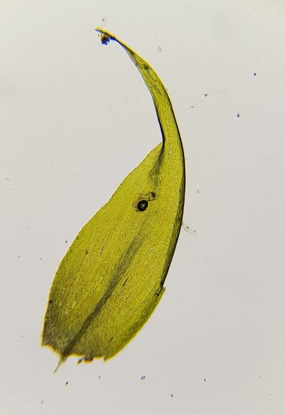 Warnstorfia fluitans, photographed by Helen Waterman