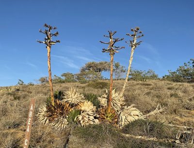 Agave shawii, photographed by zr217