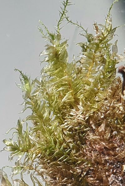 Plagiothecium curvifolium, photographed by Jonathan Hughes