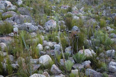 Thesium euphorbioides, photographed by Tony Rebelo
