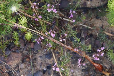 Indigofera pinnata, photographed by Tony Rebelo