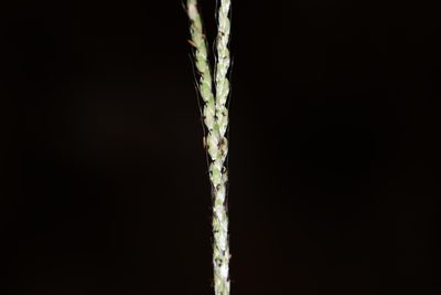 Ischaemum molle, photographed by S.MORE