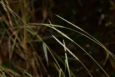 Ischaemum molle, photographed by S.MORE