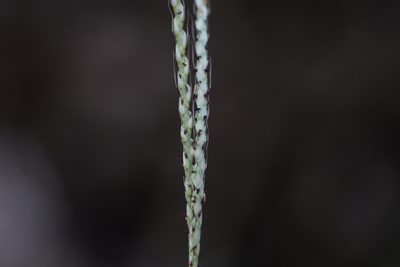 Ischaemum molle, photographed by S.MORE