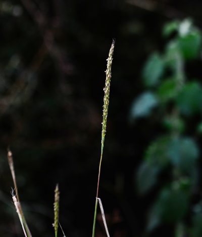 Ischaemum barbatum, photographed by S.MORE