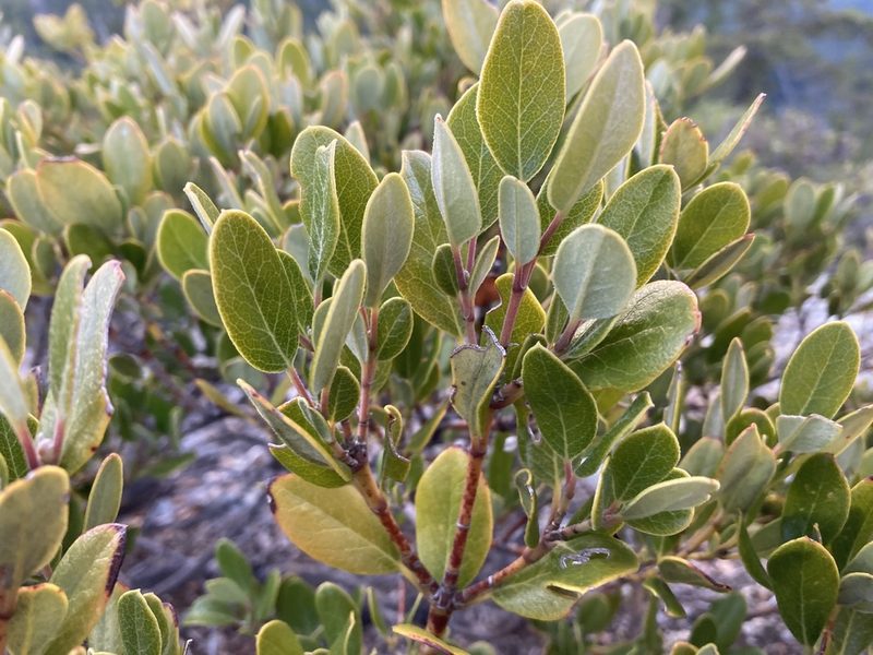 Garrya buxifolia, photographed by Caleb Catto