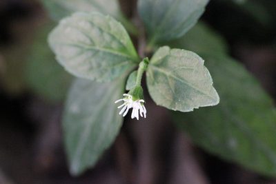 Adenostemma lavenia, photographed by Agnes Trekker