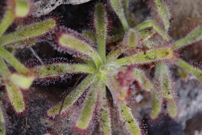 Drosera hilaris, photographed by Tony Rebelo