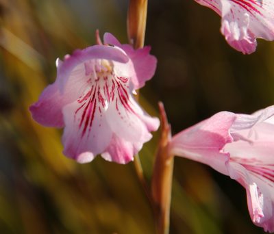 Gladiolus hirsutus, photographed by Tony Rebelo